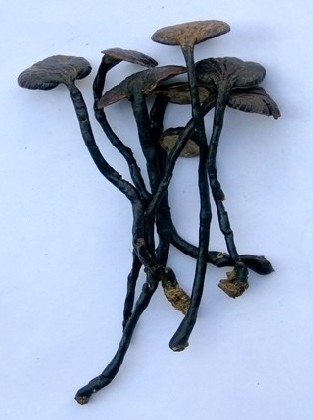 海南灵芝网 竹灵芝（百度百科 图）